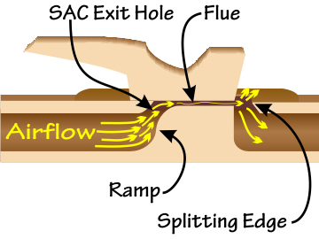 Cut-away image of a Native American flute, showing the SAC exit hole, airflow, ramp, flue, and splitting edge